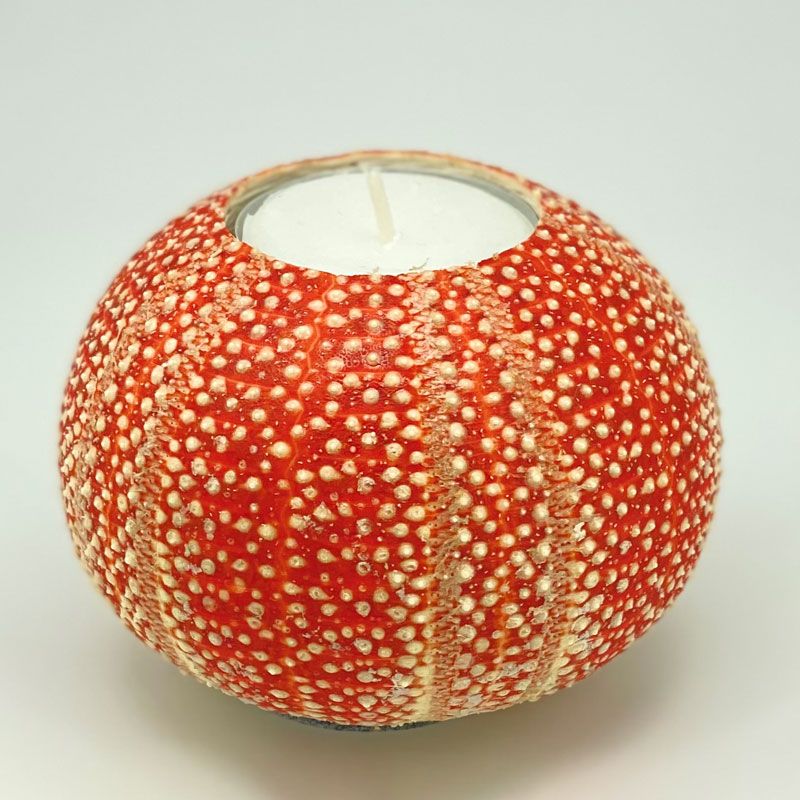 Nyt Lofoten - Kråkebollelys medium