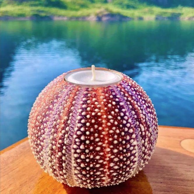 Hovedbilde Nyt Lofoten - Reinebollen kråkebollelys medium