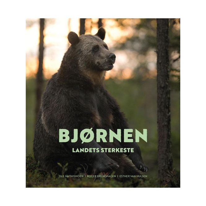 Hovedbilde Norges ville dyr - Bjørnen
